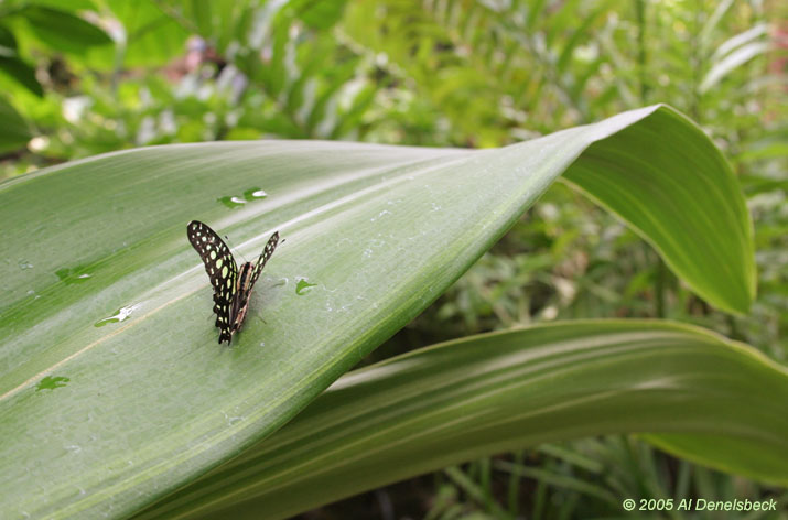 malachite butterfly broadleaf