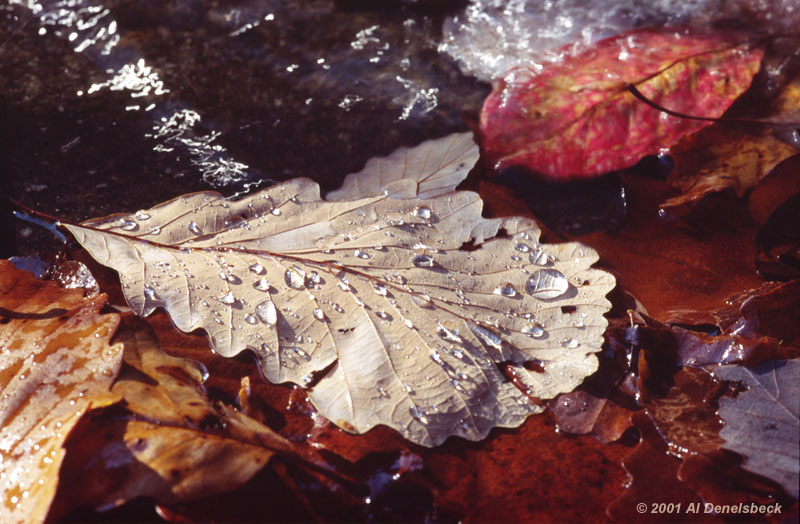 autumn leaf waterdrops
