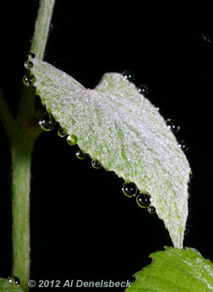 dewdrops flash