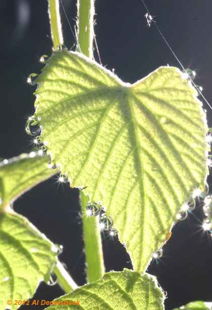 backlit dewdrops