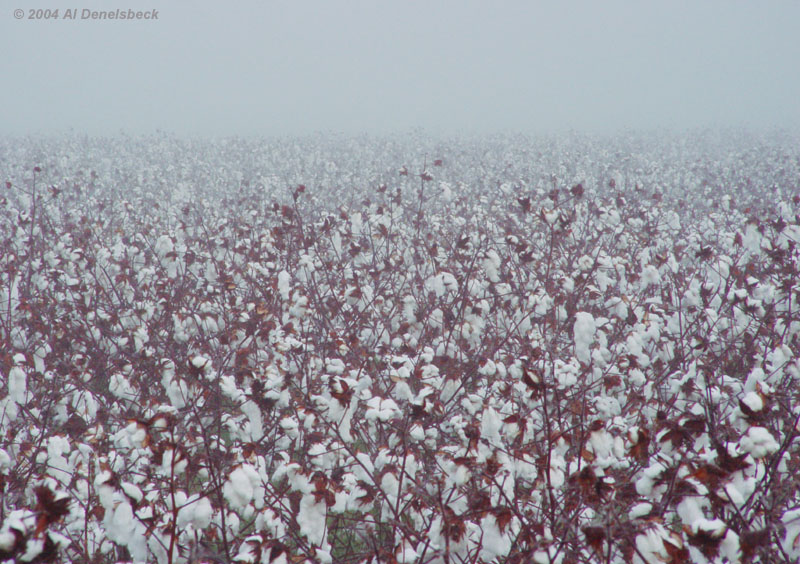 cotton fog