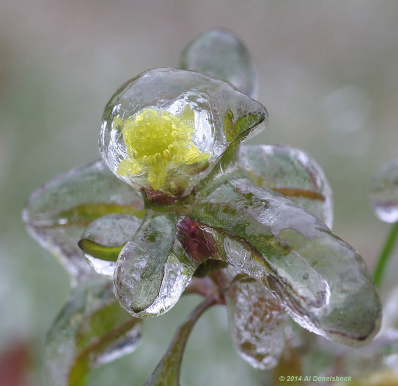 iced early flower