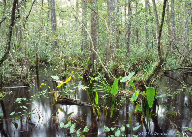 corkscrew swamp