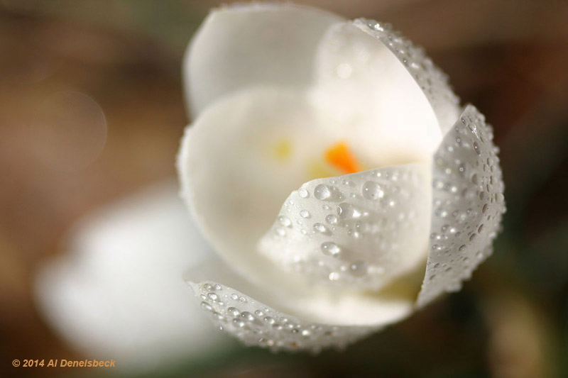 white corcus blossom with dew