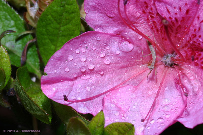 Chinese mantis Tenodera sinensis on pink azalea blossom