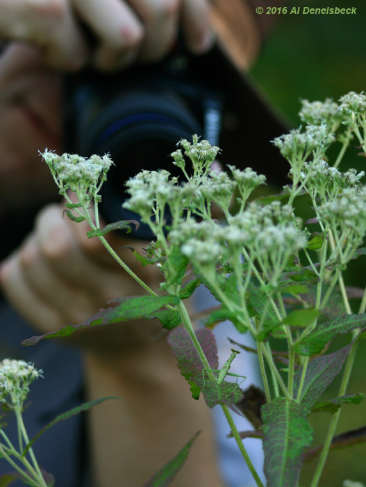 Al Bugg shooting a juvenile Carolina mantis Stagmomantis carolina