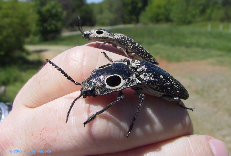 eyed click beetles Alaus oculatus