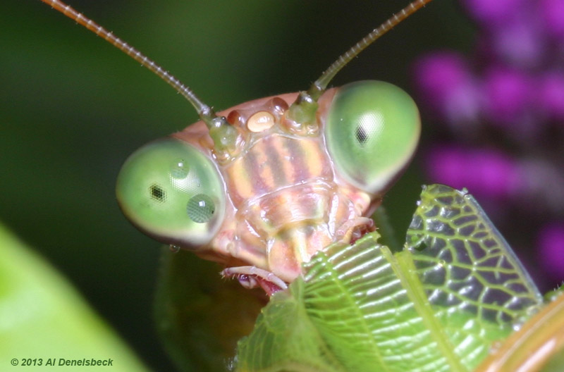 Chinese mantis Tenodera sinensis excerpt