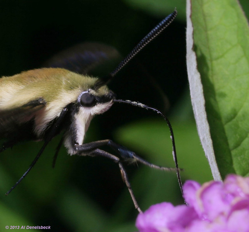 snowberry clearwing Hemaris diffinis moth detail