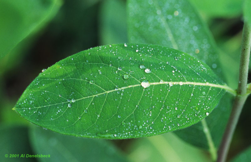 leaf dewdrops