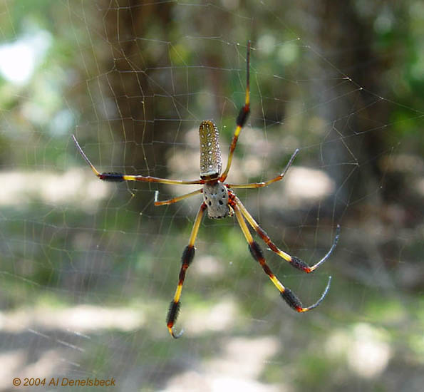 golden silk spider Nephila clavipes