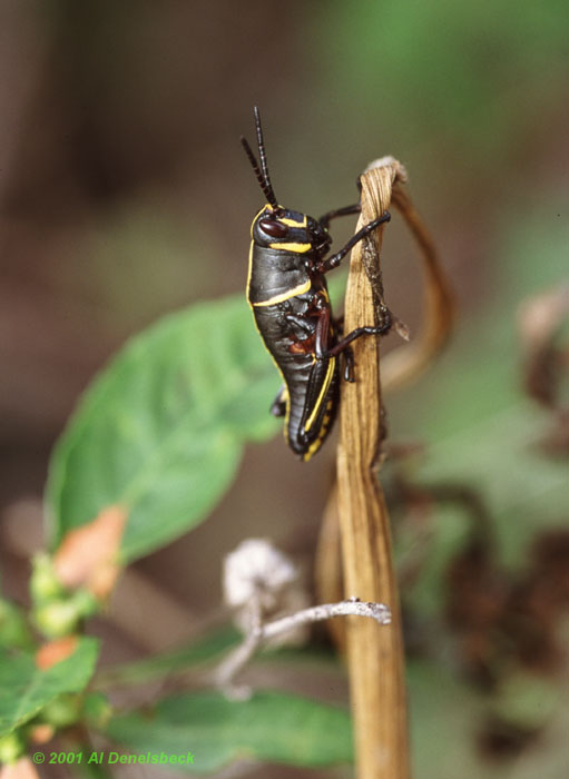 eastern lubber Romalea microptera nymph