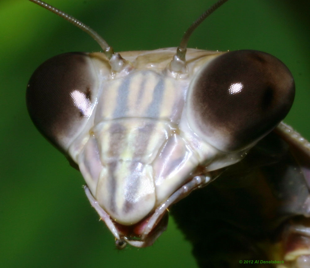 Chinese mantis Tenodera sinensis closeup macro