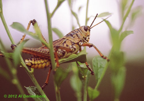 eastern lubber Romalea microptera adult