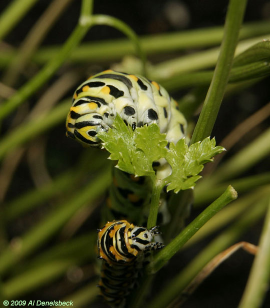 black swallowtail Papilio polyxenes asterias caterpillar larva