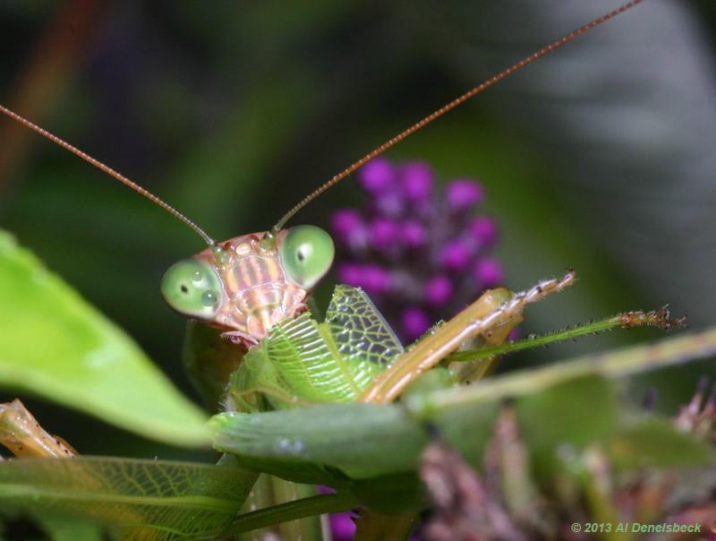 Chinese mantis Tenodera sinensis by flash