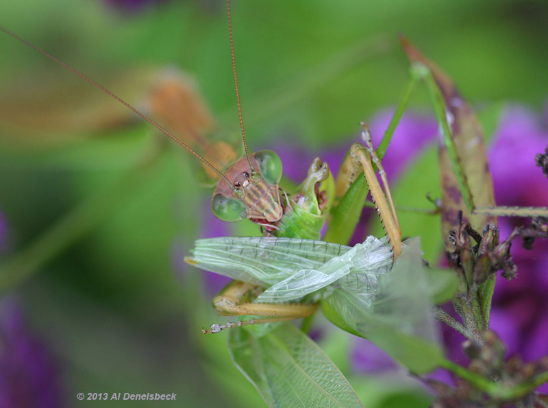 Chinese mantis Tenodera sinensis with prey