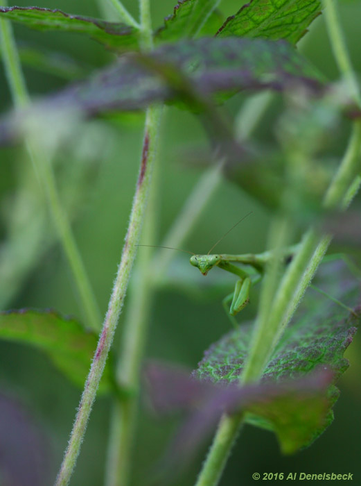 Carolina mantis Stagmomantis carolina