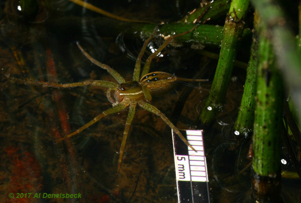 six-spotted fishing spider Dolomedes triton with scale