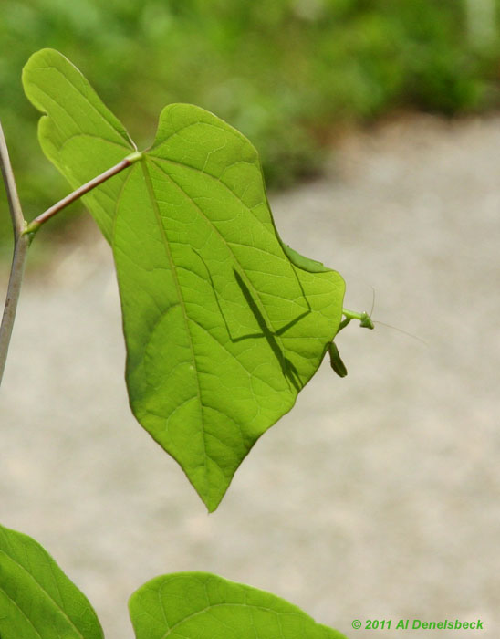 subtle Chinese mantis Tenodera sinensis