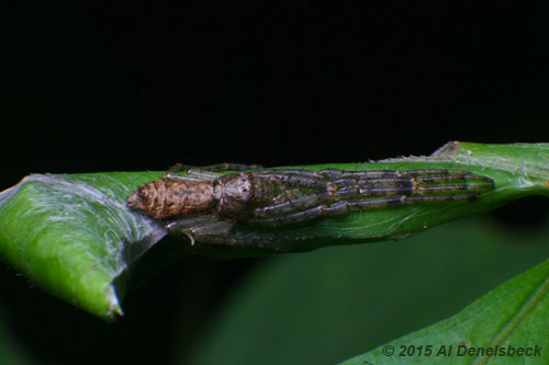 Tmarus angulatus wider