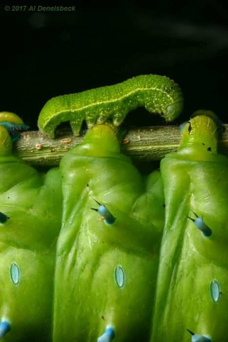 cecropia caterpillar Hyalophora cecropia with other