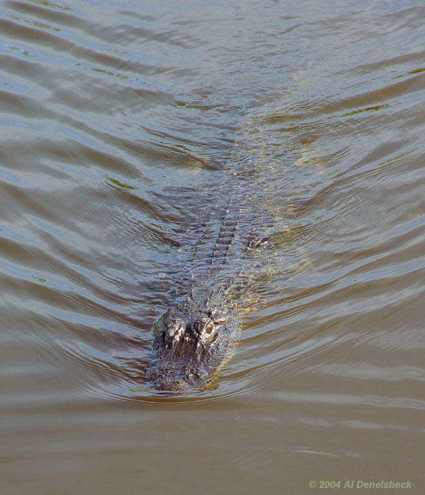 American alligator Alligator mississippiensis