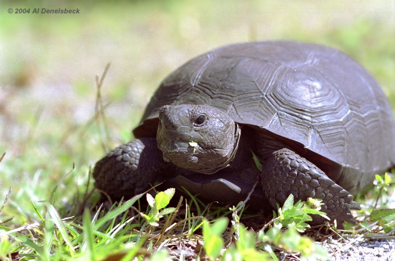 gopher tortoise Gopherus polyphemus