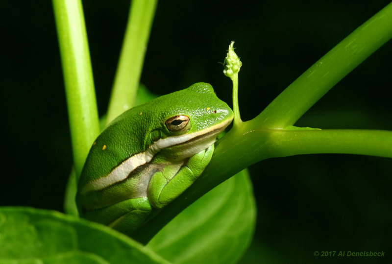 green treefrog Hyla cinerea