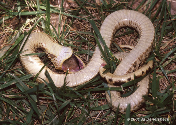 southern hognose snake Heterodon simus