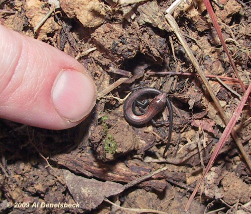 ground skink Scincella lateralis for scale