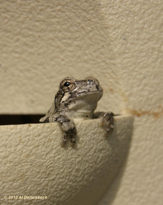 Copes grey treefrog Hyla chrysoscelis