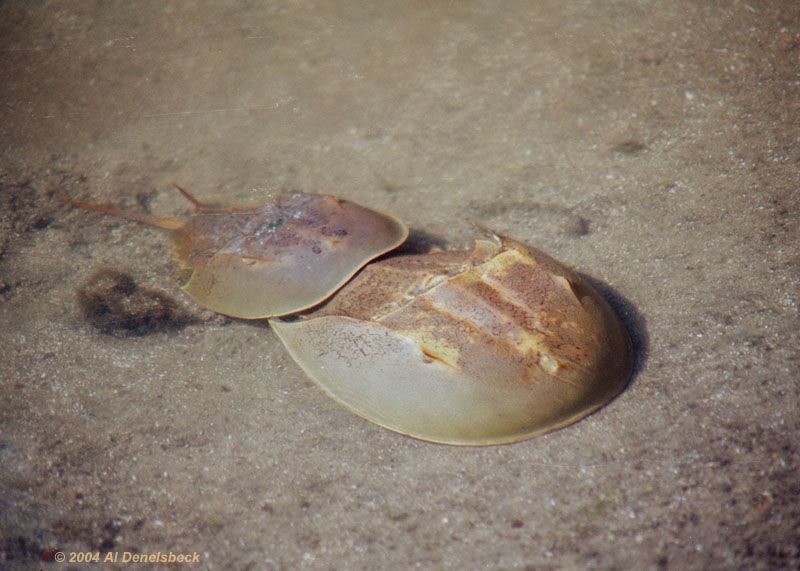 mating horseshoe crabs Limulus polyphemus