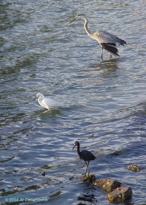 little blue heron Egretta caerulea snowy egret Egretta thula great blue heron Ardea herodias