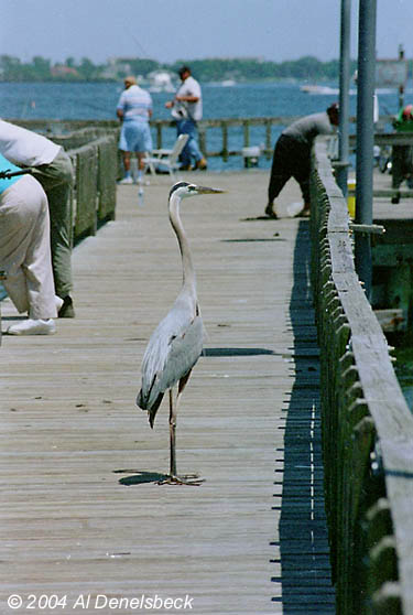 great blue heron Ardea herodias