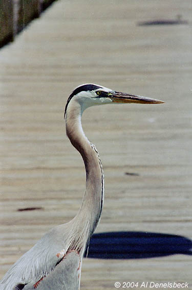 great blue heron Ardea herodias