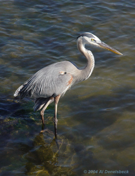 great blue heron Ardea herodias