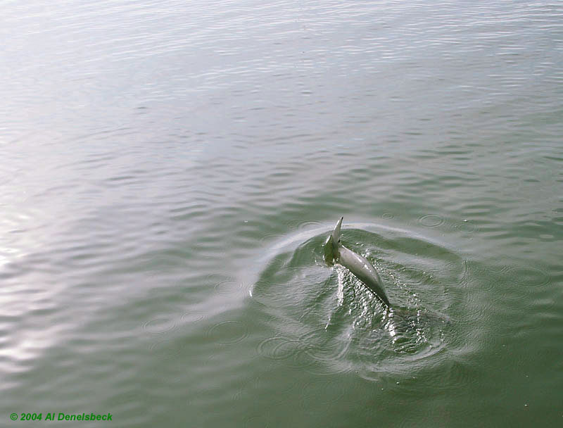 Atlantic bottlenose dolphin Tursiops truncatus