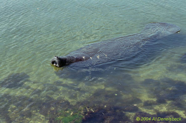 West Indian manatee Trichechus manatus