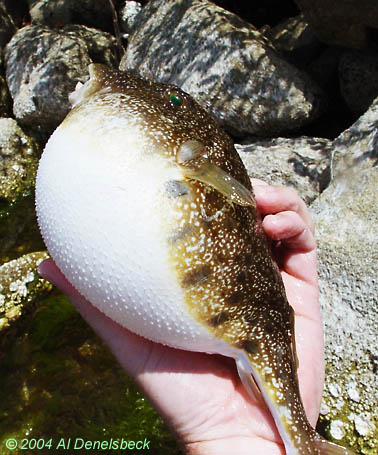 southern puffer fish Sphoeroides nephelus inflated