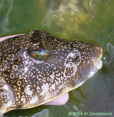southern puffer fish Sphoeroides nephelus scars