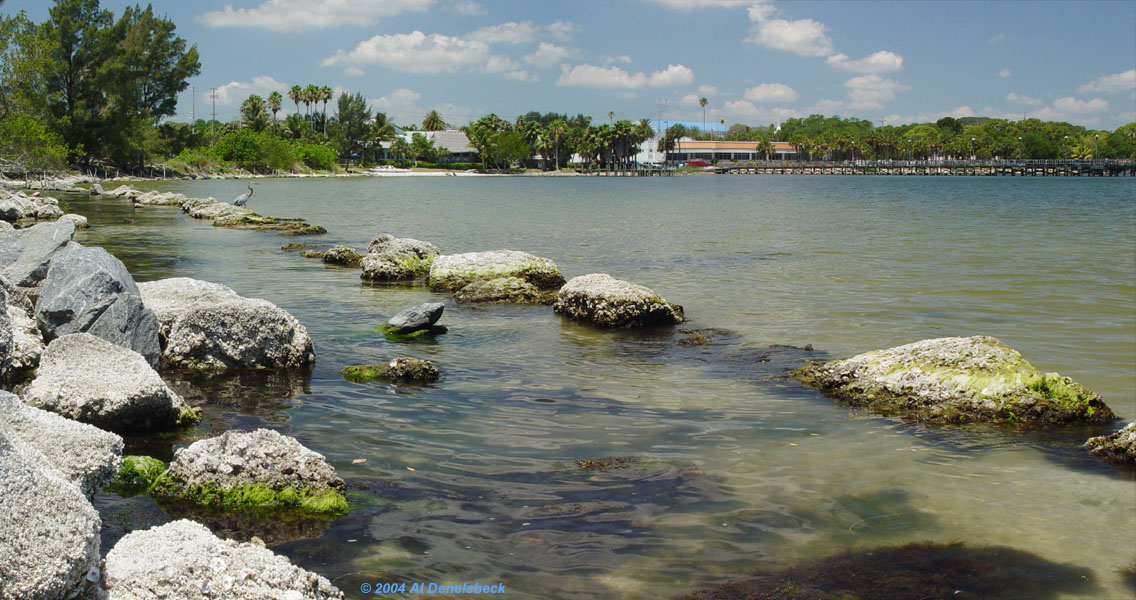 Indian River Lagoon and great blue heron Ardea herodias