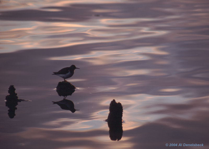 spotted sandpiper Actitis macularia