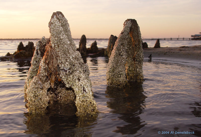 barnacle-covered stumps