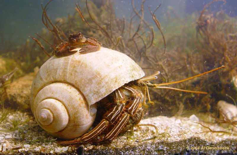 Porcelain crab Petrolisthes armatus or Porcellana sayana riding atop thinstripe hermit crab Clibanarius vittatus within aquarium