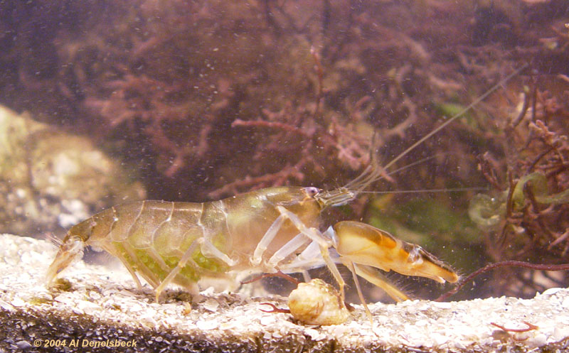 pistol shrimp Alpheus heterochaelis