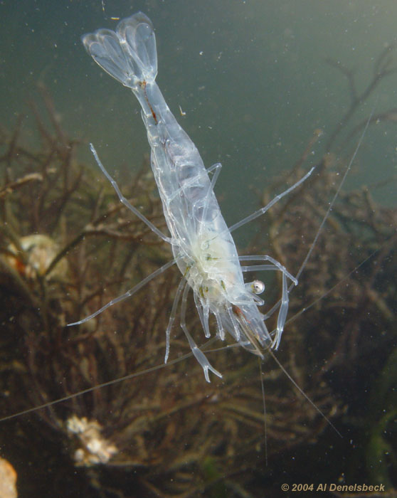 grass shrimp Palaemonetes pugio