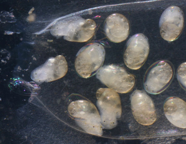 aquatic snail eggs hatching