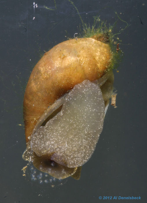aquatic snail laying eggs