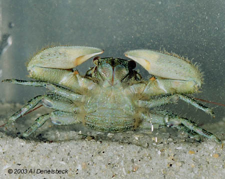 green porcelain crab Petrolisthes armatus or spotted porcelain crab Porcellana sayana